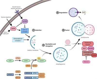 Regulation of Autophagy in Cells Infected With Oncogenic Human Viruses and Its Impact on Cancer Development